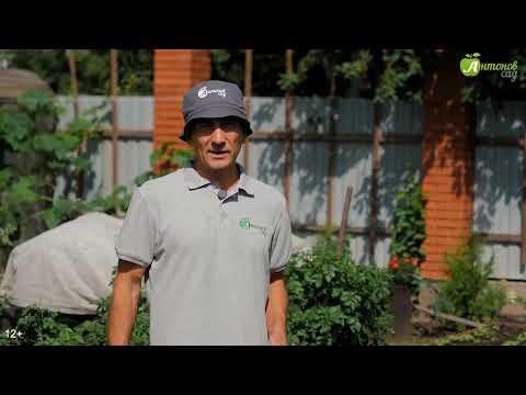 Видео: Уборка картофеля: главные признаки, что пора копать #сад #дача #огород #урожай #комнатныерастения