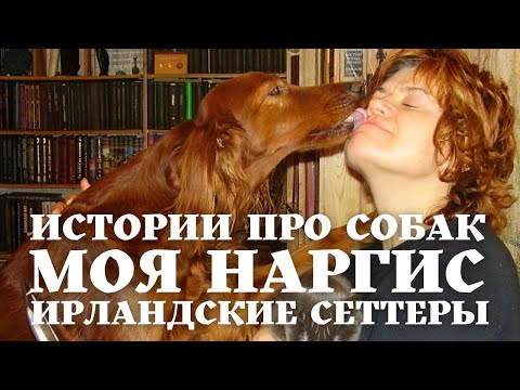 Видео: В память о моей первой собаке. Наргис. Ирландские сеттеры. История про собак. Личное.