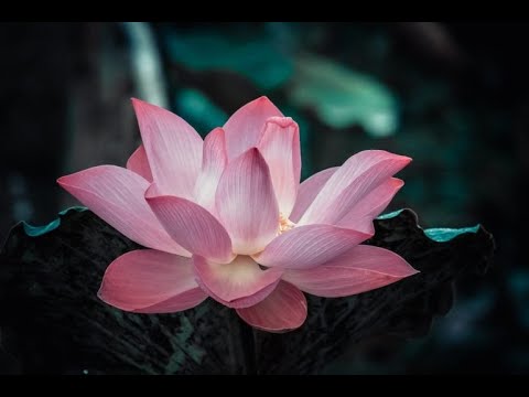 Видео: Законы здорового питания. Торсунов Олег Геннадьевич