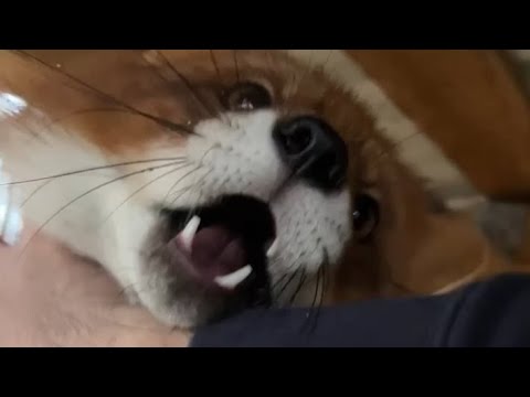 Видео: Алиса - лиса. Игнис очень рад снегу #лисяо #животные #милота #лиса #fox