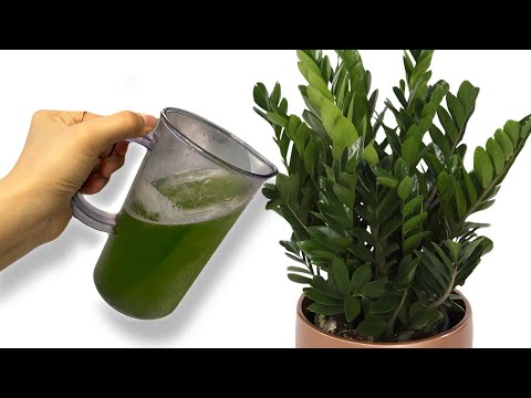 Видео: ОСЫ ТЫҢАЙТҚЫШТЫ ДОЛЛАР ГҮЛІНЕ ҚҰЙЫҢЫЗ, ГҮЛІҢІЗ ТОҚТАМАЙ ӨСЕТІН БОЛАДЫ!