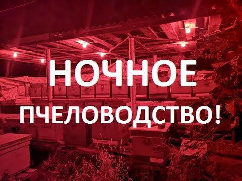 Видео: Под навесом красных фонарей!