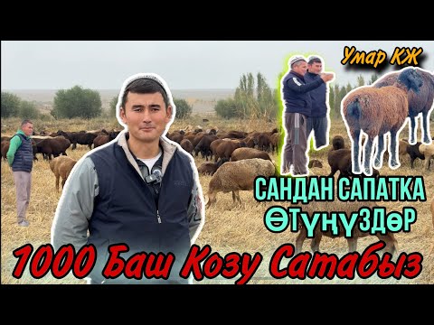 Видео: ЖЫЛЫНА 1000-Баш Козу Сатып Пайда Тапкан ( Фермер ) Ага Инилер🫂🗻👍🔥🤝