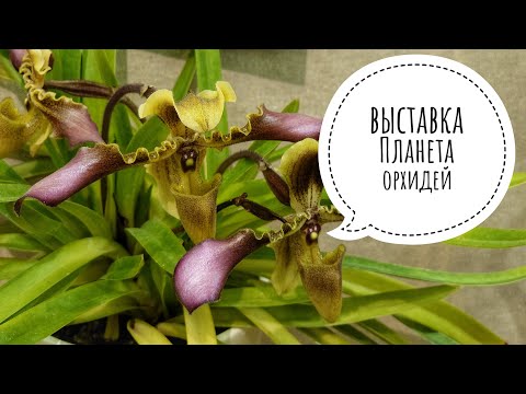 Видео: Выставка орхидей "Планета орхидей 2021". Phalaenopsis. Paphiopedilum. Cattleya. Dendrobium. Miltonia