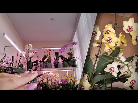 Видео: ГНИЛЬ орхидеи ЖАРА. НЕ уберегла.