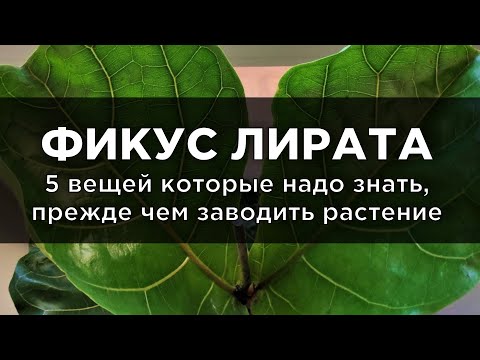 Видео: Фикус Лирата: 5 вещей которые надо знать, прежде чем заводить растение