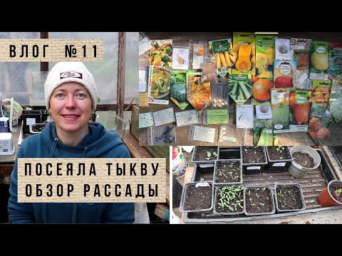 Видео: Что взошло из апрельских посевов / Посев тыквы на рассаду