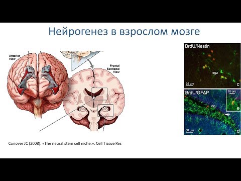 Видео: Методы ускорения мозга.  Научный взгляд. Лекция для Центра АРХЭ