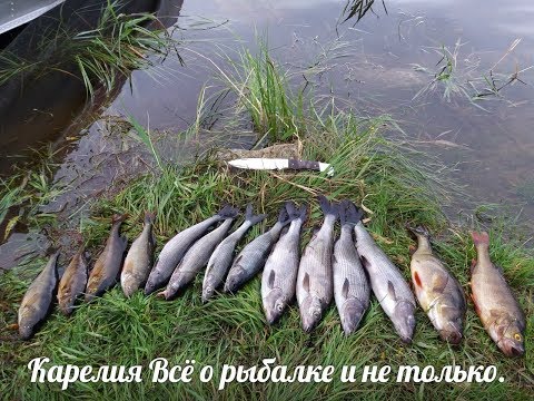 Видео: Поиск и ловля хариуса на искуственную мушку