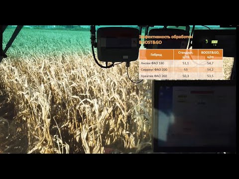 Видео: АГРОПОЛИГОН: КУКУРУЗА. РЕЗУЛЬТАТЫ УБОРКИ 2022