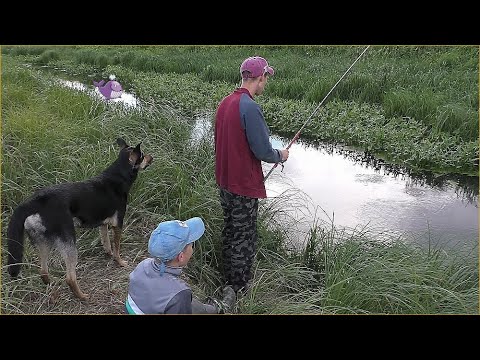 Видео: ВЕЧЕРНИЙ КЛЁВ КРУПНОГО КАРАСЯ! Рыбачим с ВЕРНЫМ ЧЕТВЕРОНОГИМ ДРУГОМ!