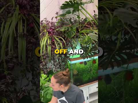 Видео: Бурный рост растения монстера с помощью аквапоники и светодиодов