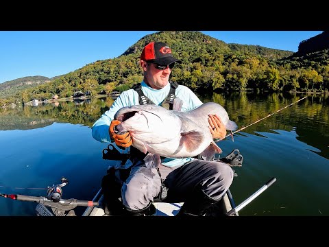 Видео: Кошку-сумоиста невозможно остановить!!! Новый ЛБ!!!