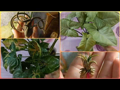 Видео: Обзор растений в августе🌱Тилландсия Голова Медузы🌹Ионанта🌱Сингониум Тиффани🌹Сильвер Перл🌱Размножение