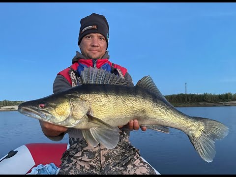 Видео: Крутая рыбалка на трофейного судака, рыбачим и смотрим PaL2022