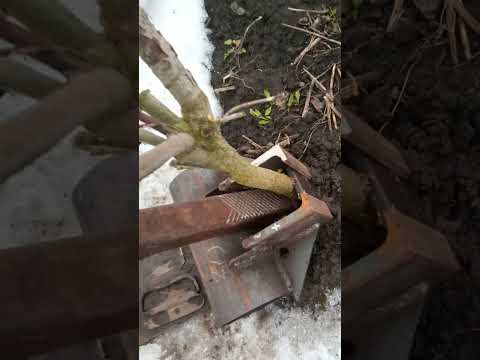 Видео: Корчеватель, удаление мелких деревьев с участка.