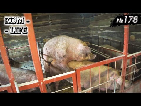 Видео: Стройка строится, свиньи чпок... 🙉