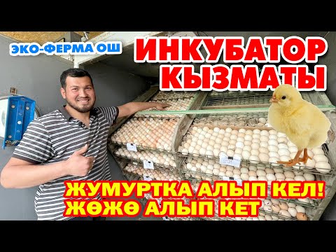 Видео: Оп Па! Тоок БИЗНЕС башта. БИР учурда 50 миң ЖѲЖѲ ачтырабыз ~  Консультация беребиз