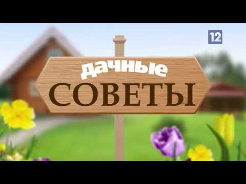 Видео: ДАЧНЫЕ СОВЕТЫ 18.08.2022