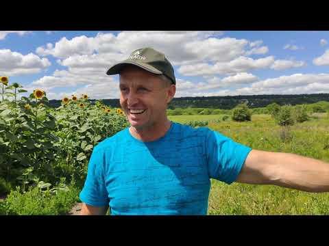 Видео: подсолнечник по залежи - эксперимент Олега Новичихина