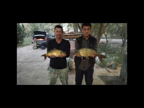 Видео: МУСОБАКАМИЗ ЯКУНИГА ЕТДИ