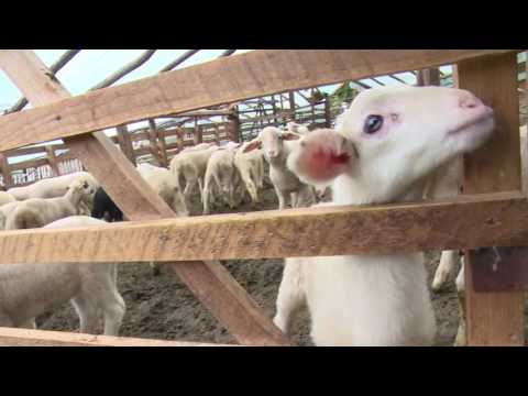 Видео: Агроспектар - Овчарство | емисија за земјоделство