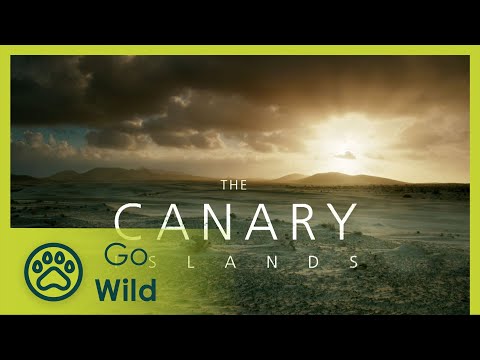 Видео: Канарские острова. Часть II: Мир огненных гор. Отрывайтесь по полной