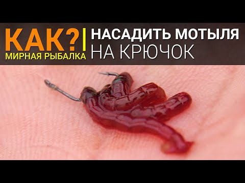Видео: Как насадить мотыля на крючок?
