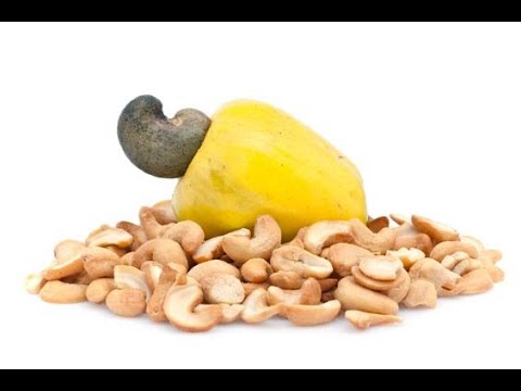 Видео: Золотая скорлупа и изумрудные ядра кешью на вооружении человека. 11.09.2021