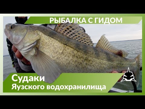 Видео: Рыбалка с гидом на Яузском водохранилище. Рыбалка осень 2019