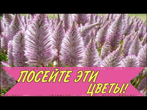 Видео: ПОСЕЙТЕ эти ЦВЕТЫ,они порадуют НЕОБЫЧНЫМ ЦВЕТЕНИЕМ!