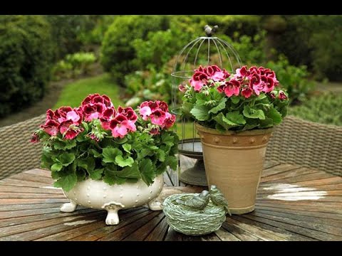 Видео: Супер эксперимент по укоренению пеларгонии .