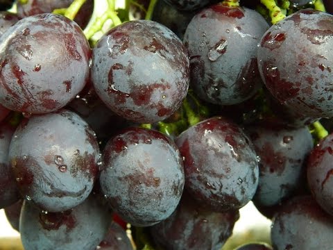 Видео: Виноград Рошфор (Grapes Roshfor)» 2015