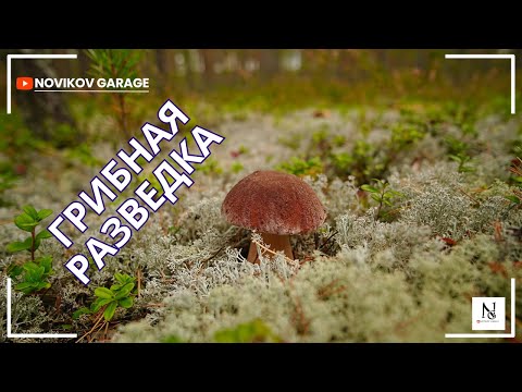 Видео: Грибная разведка 16 сентября 2025. Приозерский район.