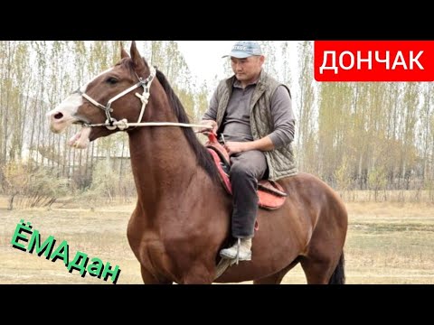 Видео: ДОНЧАК   ЁМАДАН  САТУУГА ЧЫКТЫ 