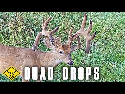 Видео: QUAD DROPS | Взлеты и падения охоты на ГИГАНТСКОГО оленя!