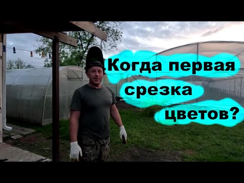 Видео: #256 Подготовка к срезке первого урожая цветов.