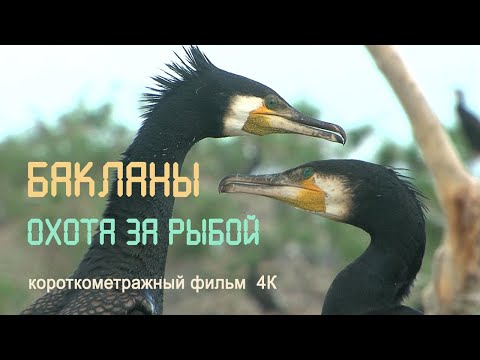 Видео: Дельта Волги. Колония бакланов. Охота за рыбой. 4К. Nature of Russia.