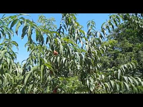 Видео: Персик.Виргил (Т-4)