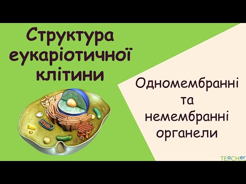 Видео: Структура клітини. Одномембранні  і немембранні органели