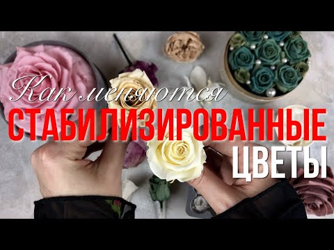 Видео: Стабилизированные цветы через 5 лет | Как меняются стабилизированные растения со временем