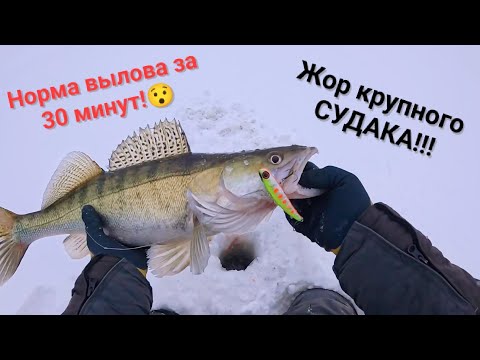 Видео: Попал на раздачу СУДАКА!!! ЭТО ЖОР!!! Зимняя рыбалка!!!