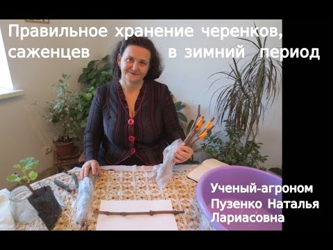Видео: Как сохранить  виноградные черенки до весны? Хранение черенков и саженцев зимой- рекомендации.