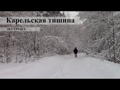 Видео: Карельская тишина. Успокаивающая зимняя прогулка по экотропе