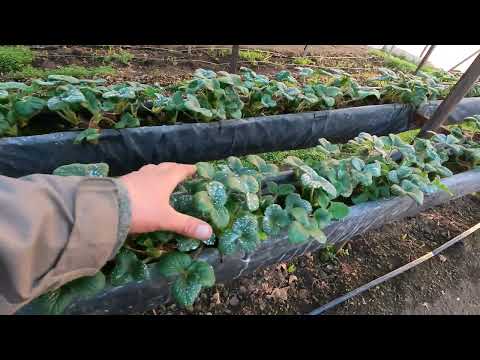 Видео: ЧТО И КАК РАЗВИВАЕТСЯ В ТЕПЛИЦАХ НА 2 ФЕВРАЛЯ 2023 ГОДА, ЧТО ДЕЛАЕМ НА ОТКРЫТОМ ГРУНТЕ.