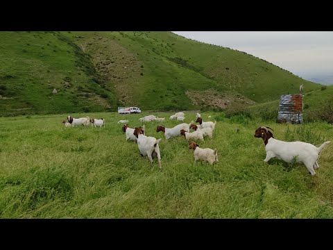 Видео: ПОРОДА койлор, эчкилер жайлоодо жыргаптыр || Сандан сапатка