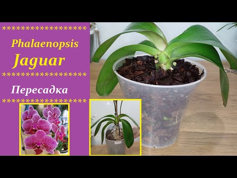 Видео: #PhalaenopsisJaguar  Плани були ГРАНДІОЗНІ, але...