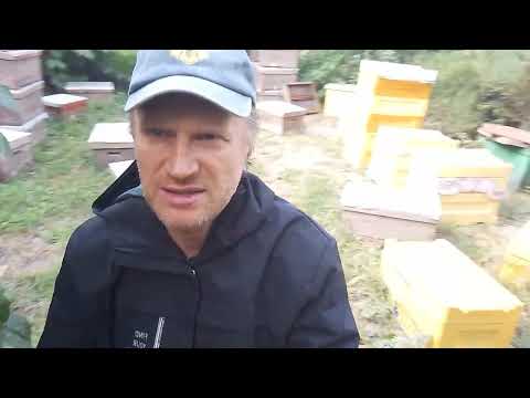 Видео: Безматочна Бджолосімя 3 головні ознаки як розпізнати і як виправити 