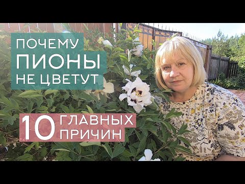 Видео: Почему не цветут пионы: 10 главных причин. Самые частые ошибки при посадке и уходе за пионами
