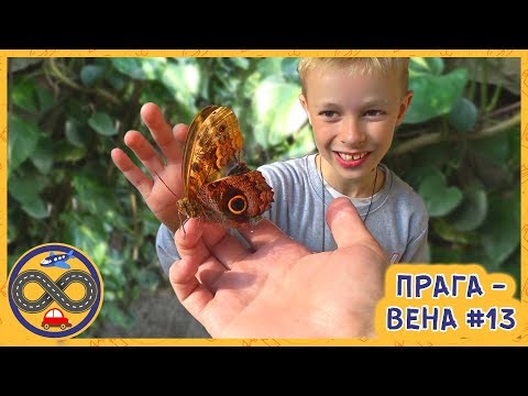 Видео: Дом бабочек в Вене. Спасли бабочку!
